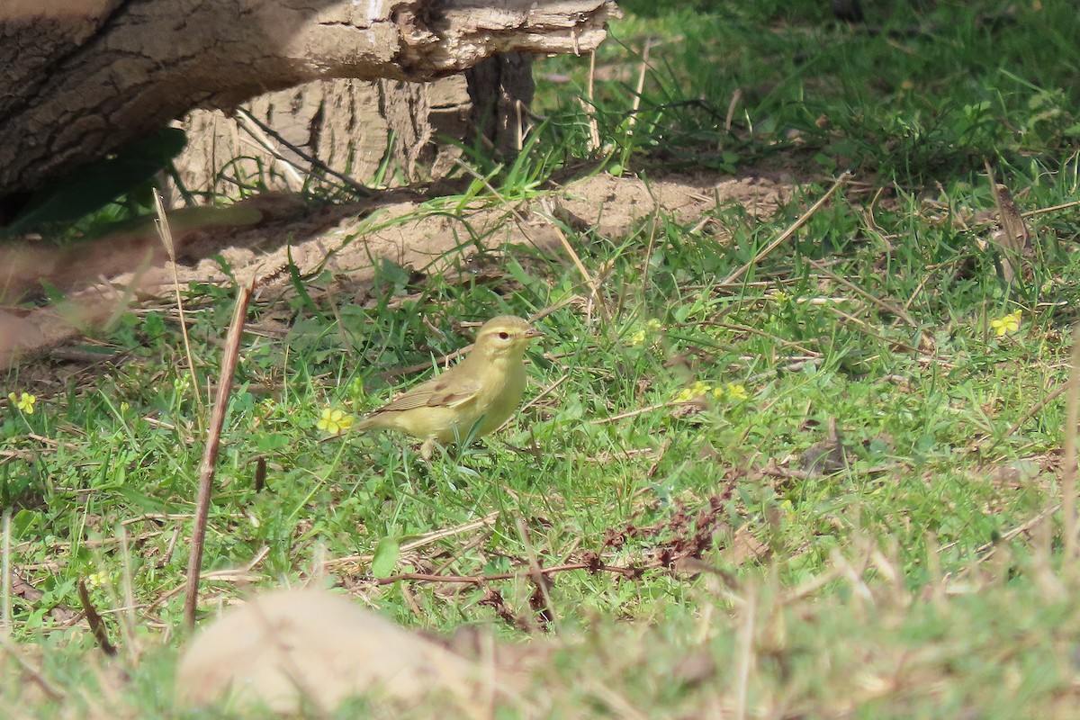 Willow Warbler - ML642201274