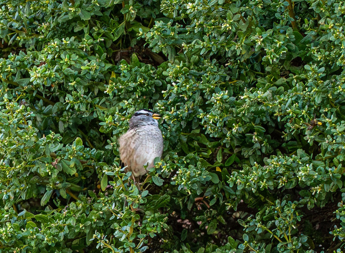 White-crowned Sparrow - ML642201282