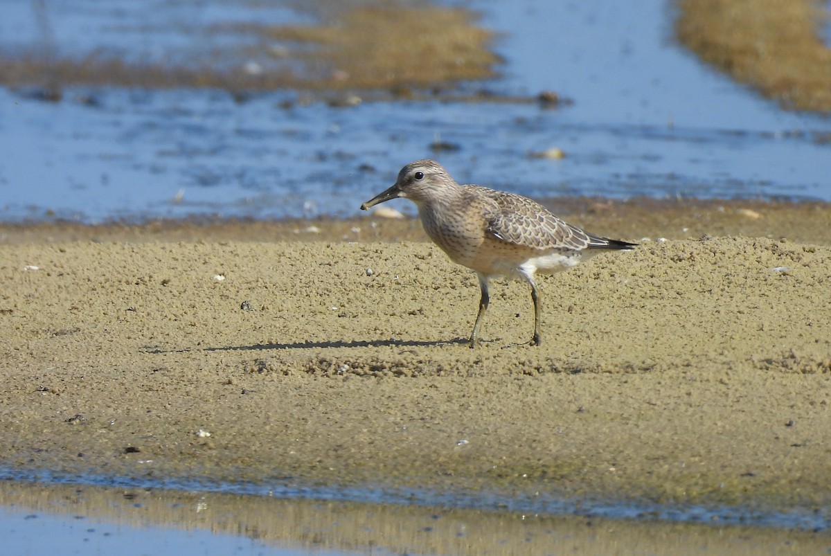 Red Knot - ML642201300