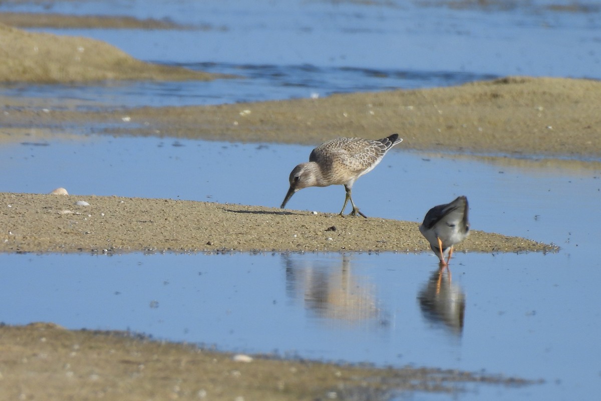 Red Knot - ML642201301