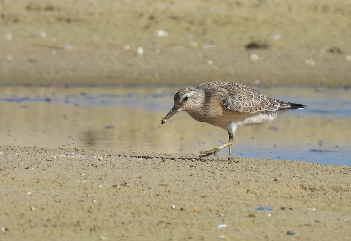 Red Knot - ML642201302