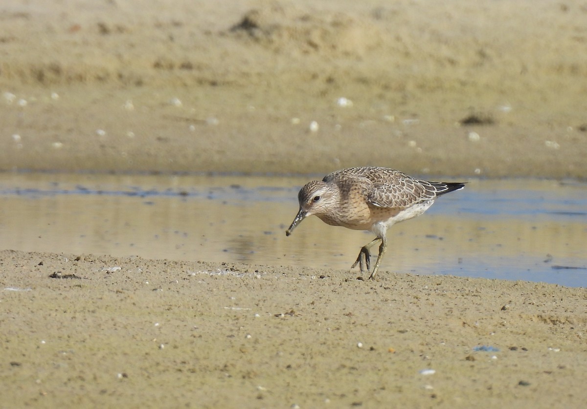 Red Knot - ML642201303