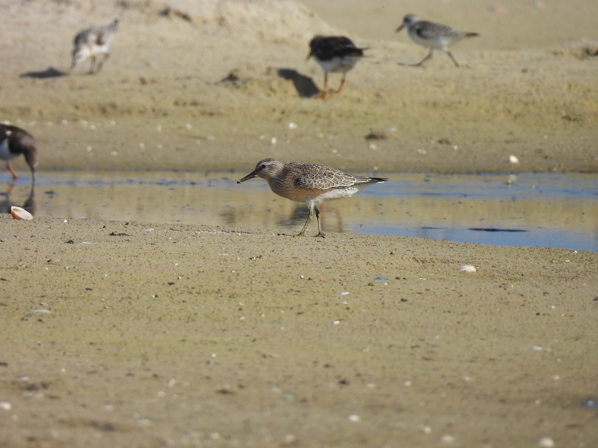 Red Knot - ML642201305