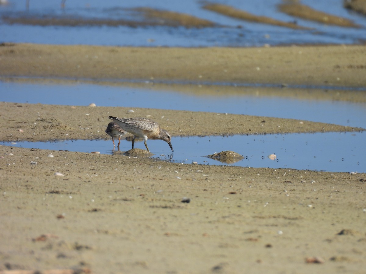 Red Knot - ML642201306