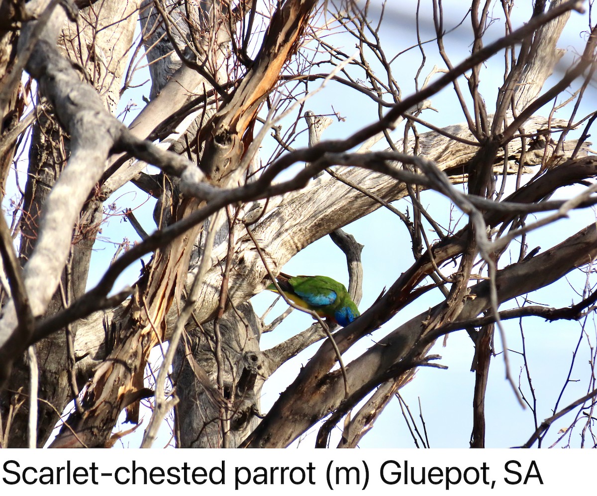 Scarlet-chested Parrot - ML642201337