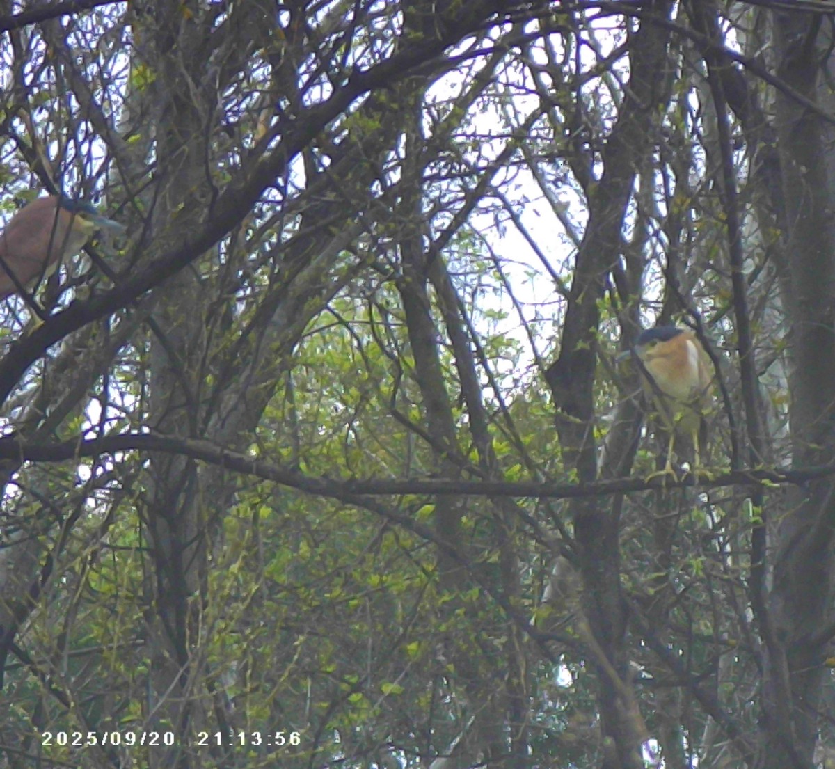 Nankeen Night Heron - ML642201338