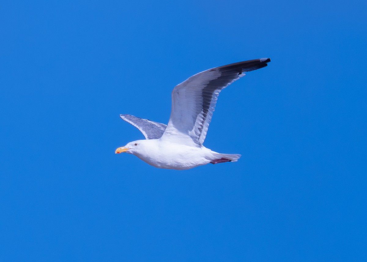 Western Gull - ML642201345