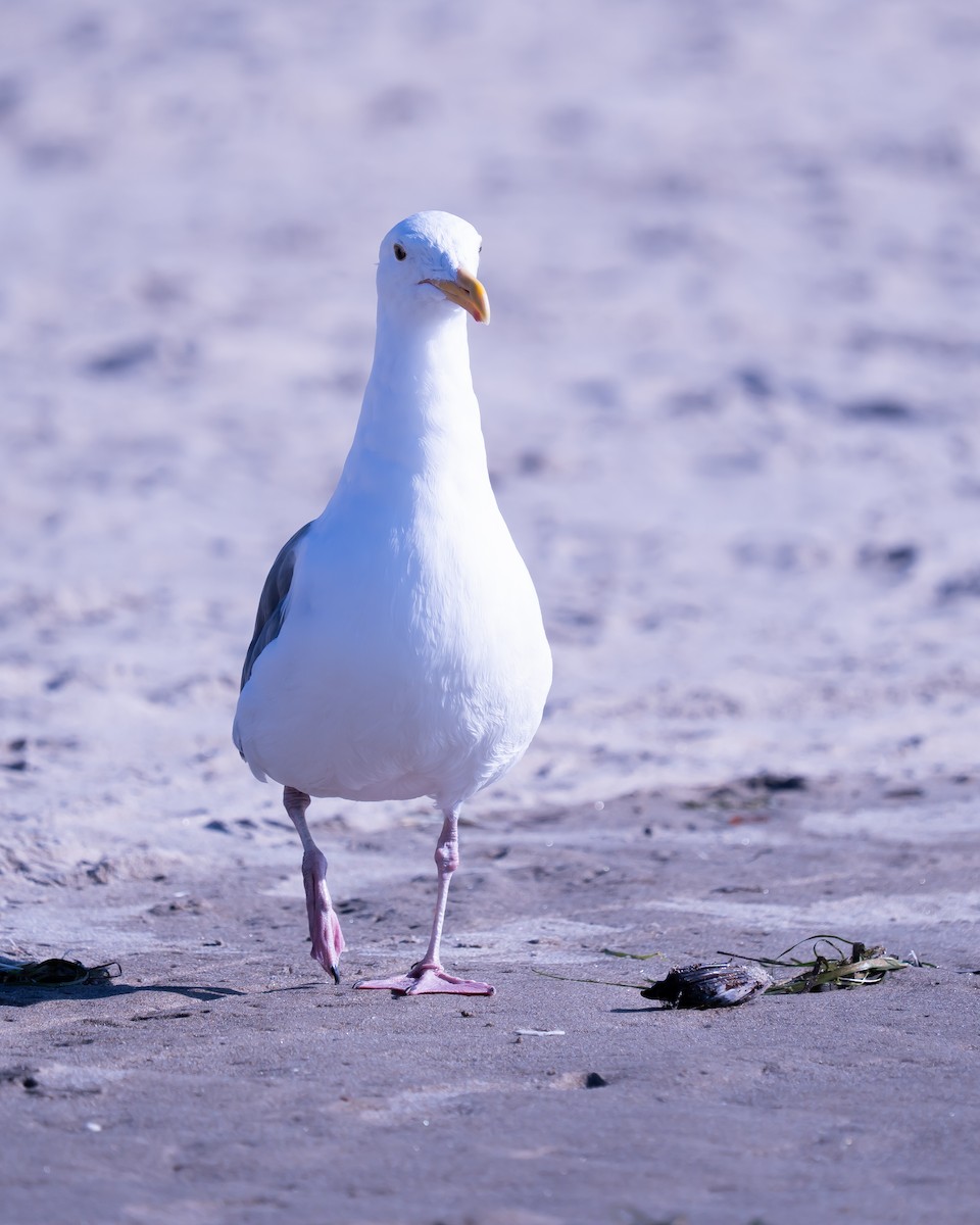 Western Gull - ML642201346