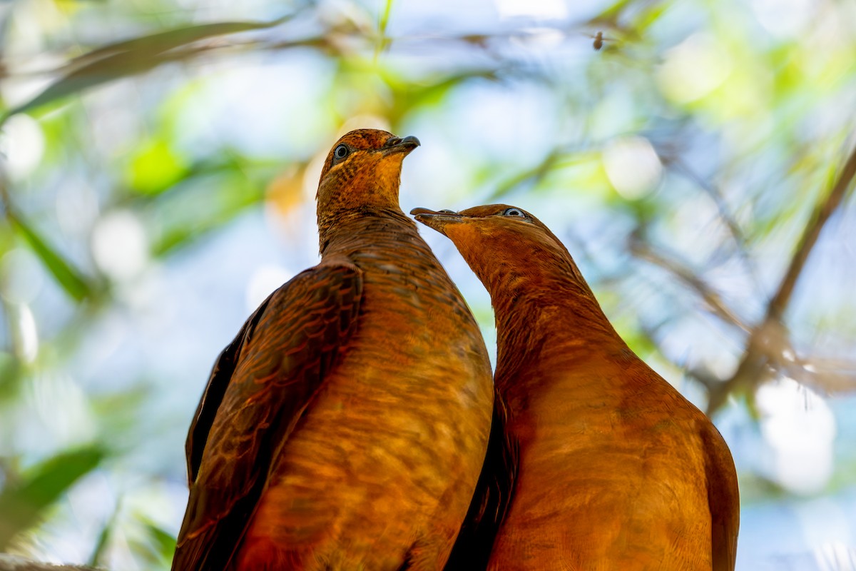 Brown Cuckoo-Dove - ML642201353
