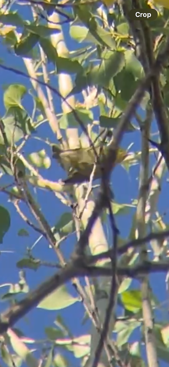 Tennessee Warbler - ML642201399
