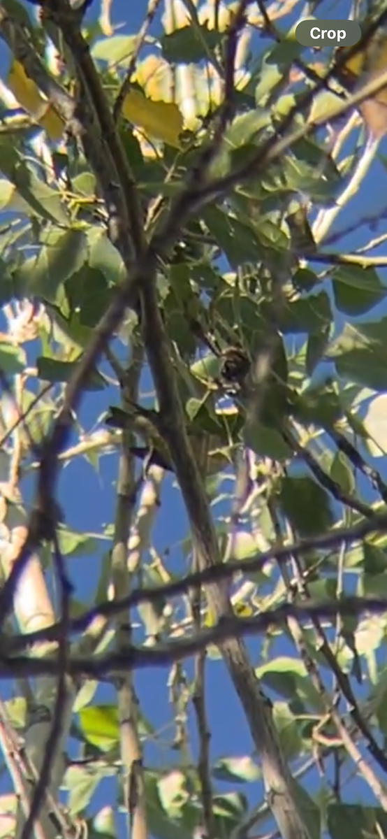 Tennessee Warbler - ML642201400