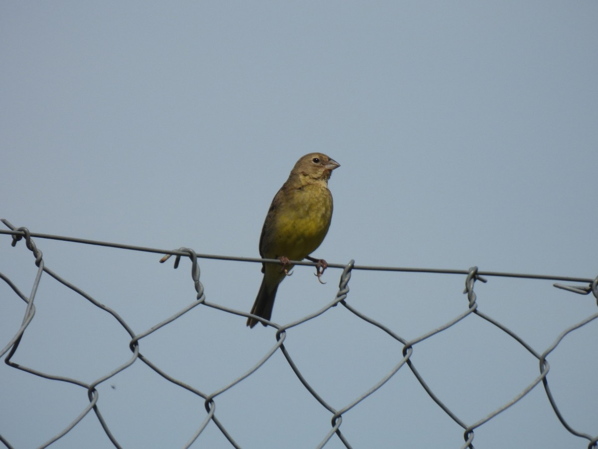 Grassland Yellow-Finch - ML642201430