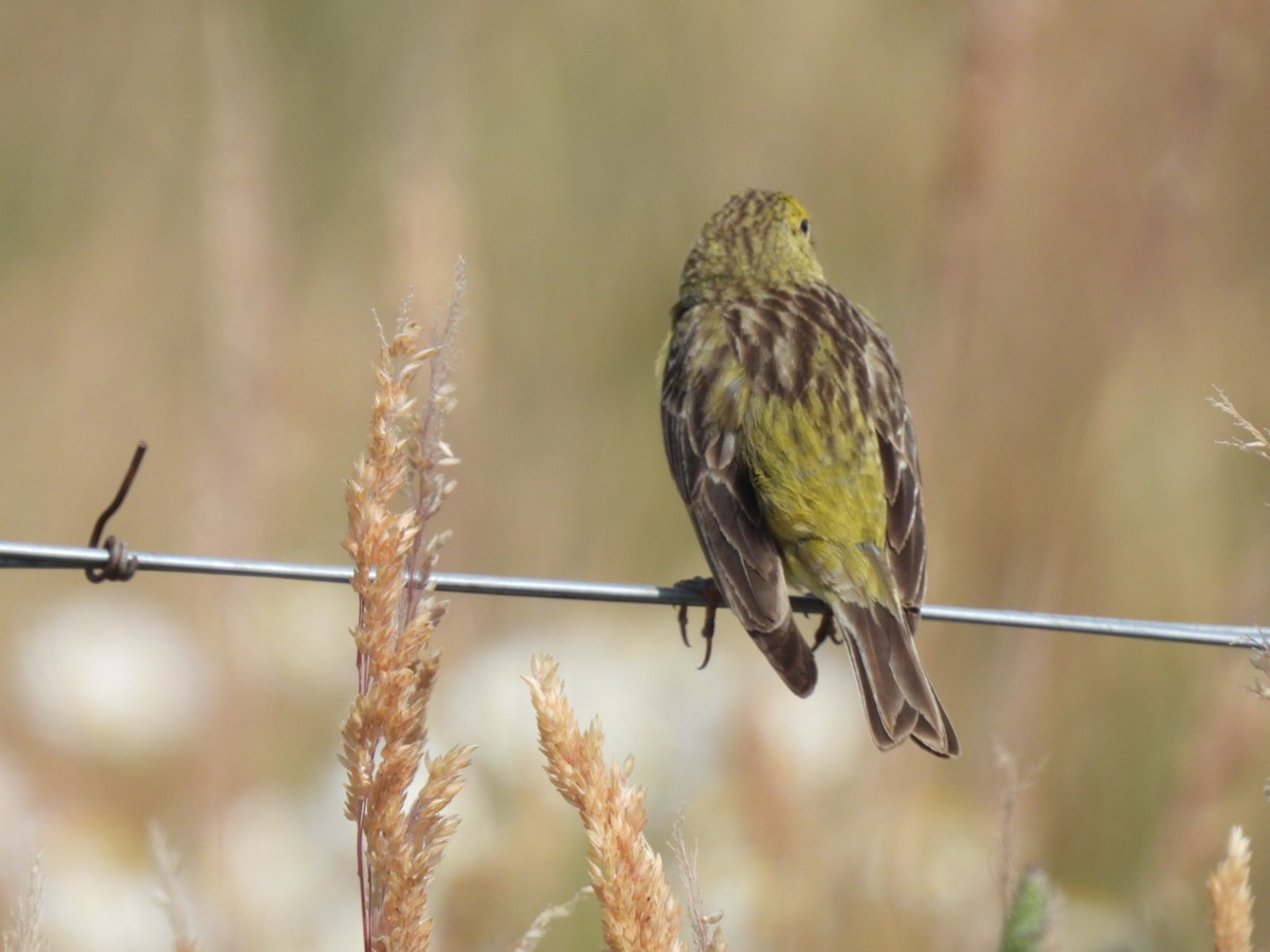 Grassland Yellow-Finch - ML642201431