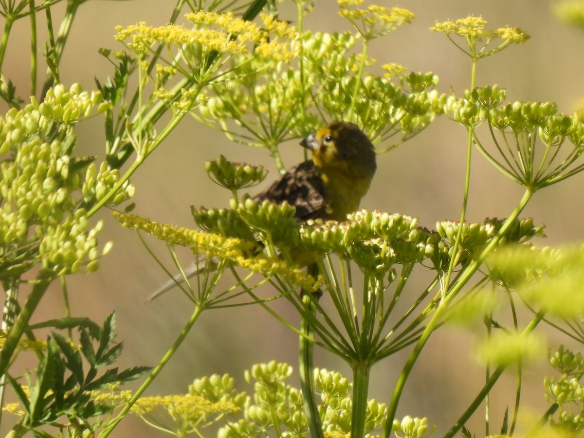 Grassland Yellow-Finch - ML642201434