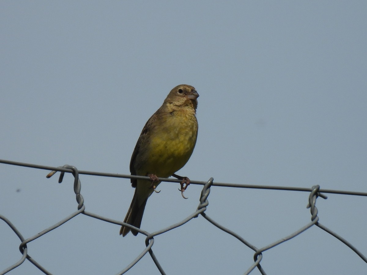 Grassland Yellow-Finch - ML642201435