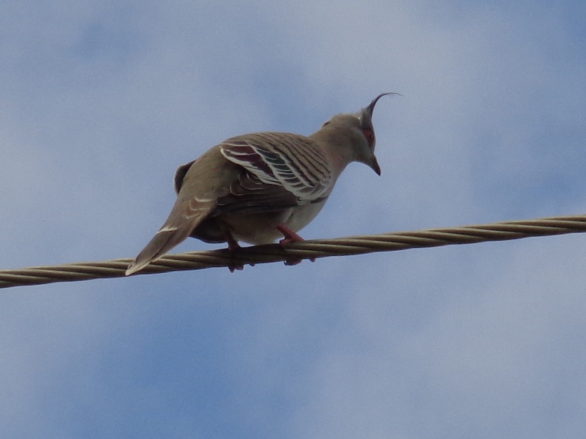 Crested Pigeon - ML642201446