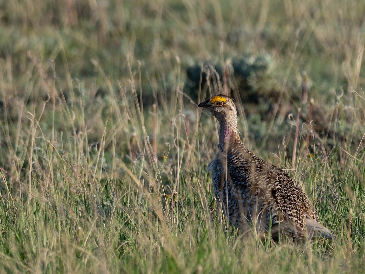 Sharp-tailed Grouse - ML642201447