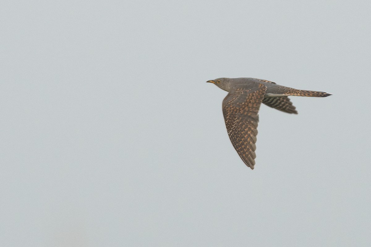 Kuku eurasiarra - ML642201467