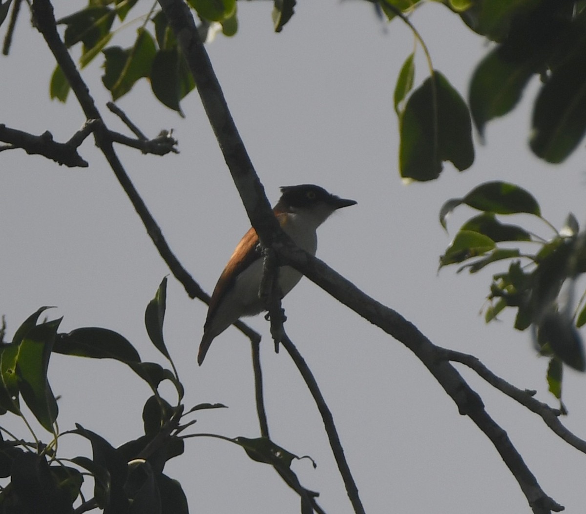 Black-and-white Shrike-flycatcher - ML642201469