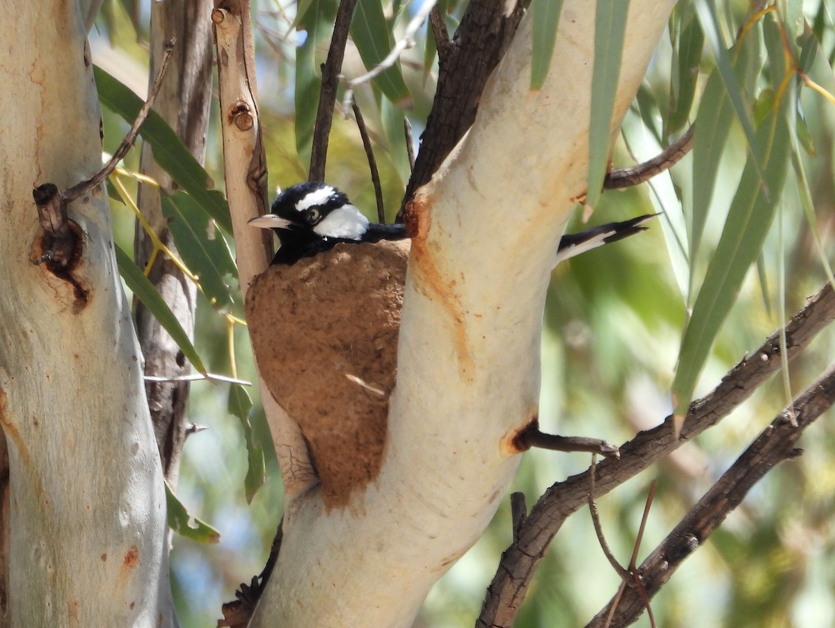 Magpie-lark - ML642201479