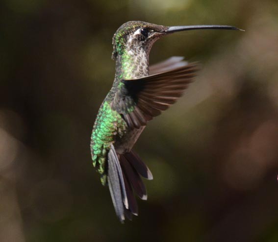 Talamanca Hummingbird - ML642201482