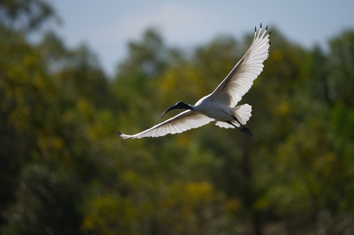 Australian Ibis - ML642201485