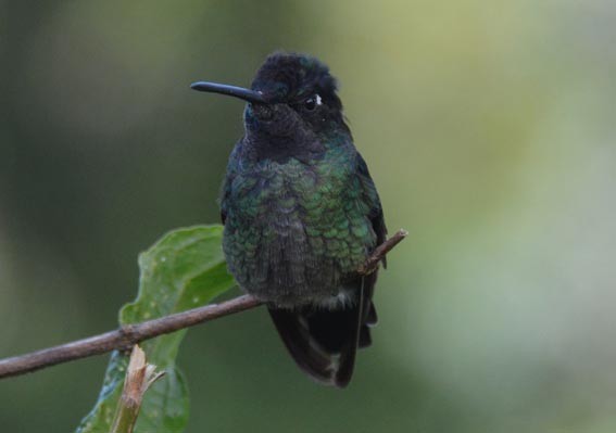 Talamanca Hummingbird - ML642201486