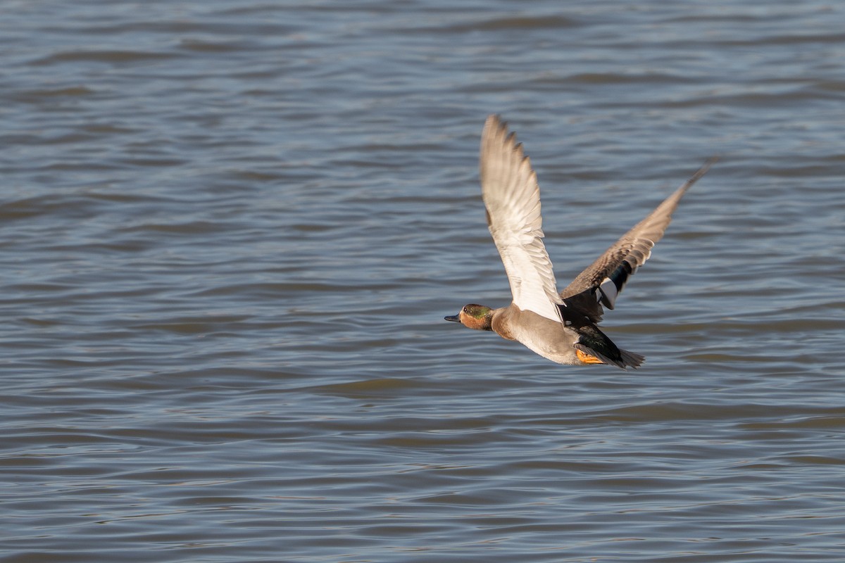 Gadwall x Northern Pintail (hybrid) - ML642201488