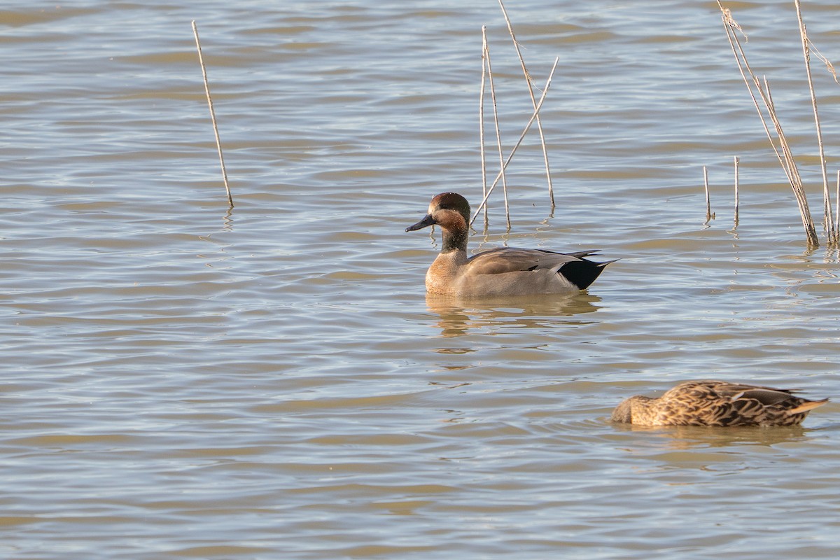 Gadwall x Northern Pintail (hybrid) - ML642201489