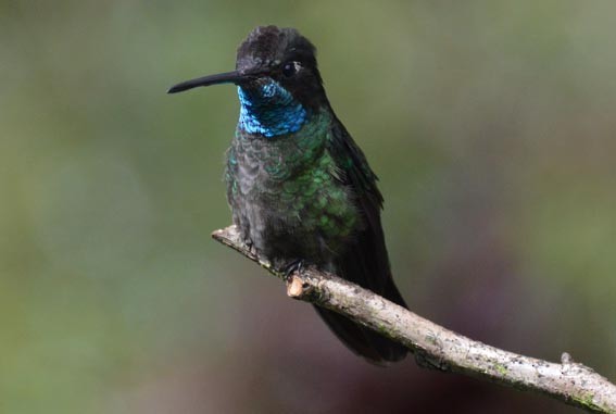 Talamanca Hummingbird - ML642201493