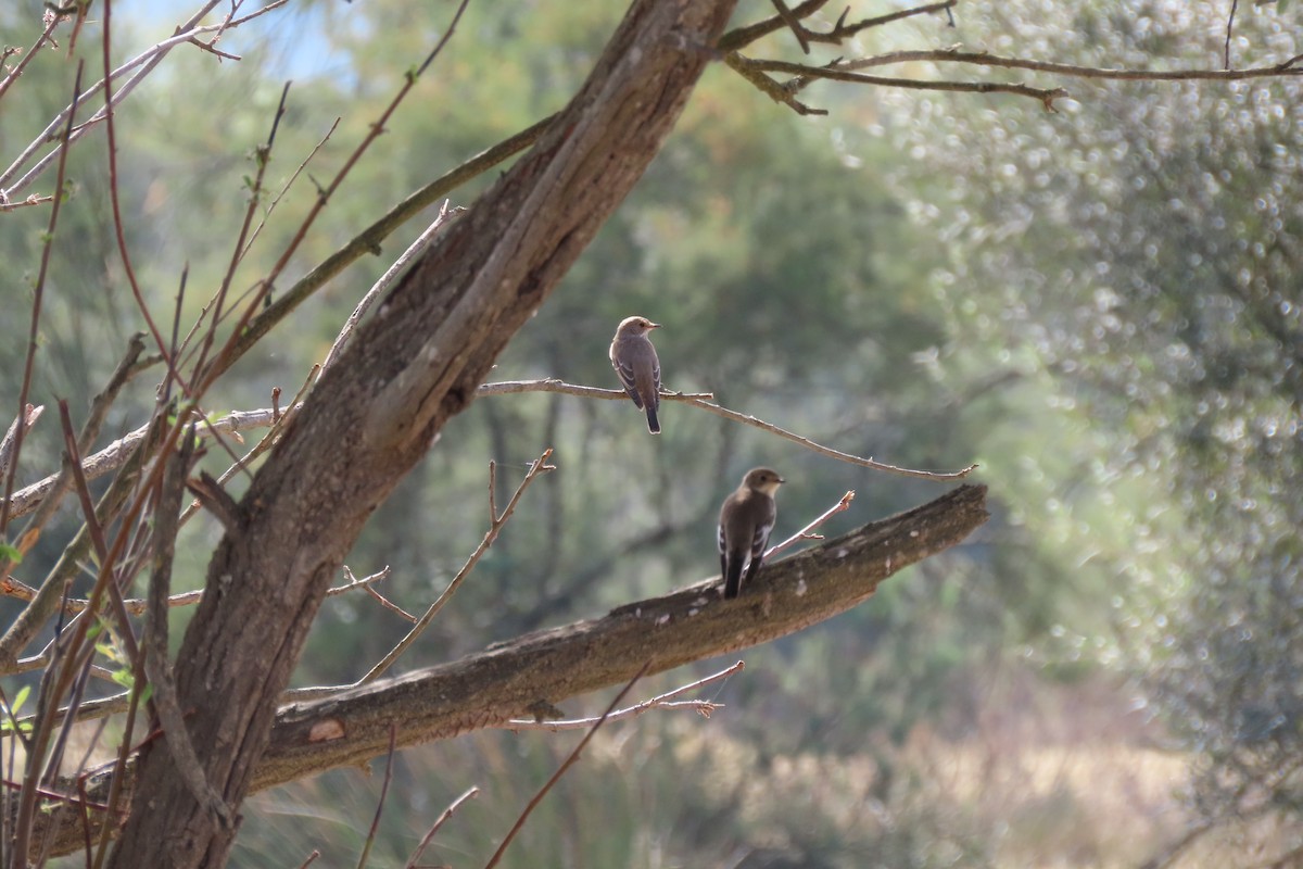 European Pied Flycatcher - ML642201499