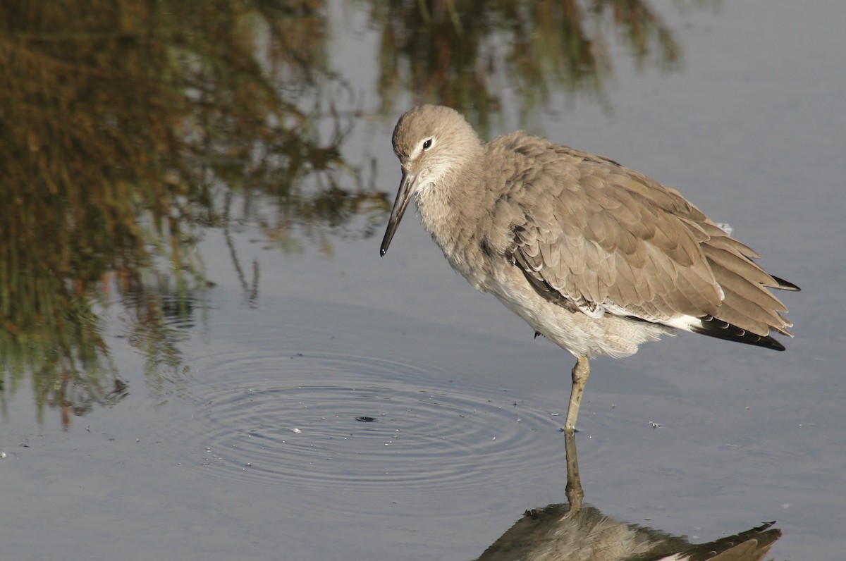 Willet (Western) - ML642201507