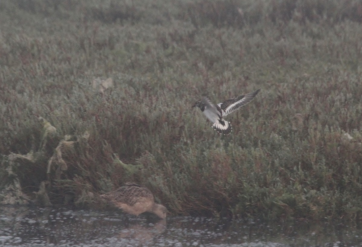 Black Turnstone - ML642201513