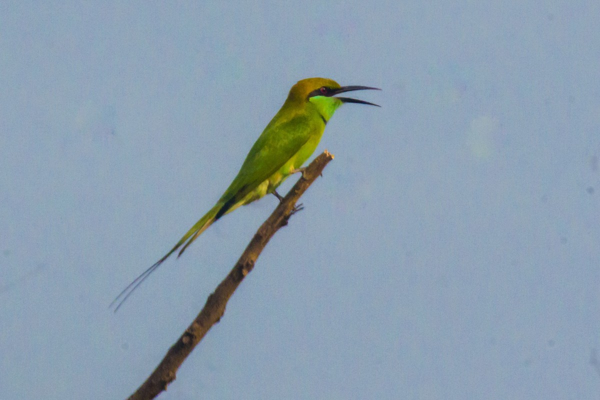 Asian Green Bee-eater - ML642201525