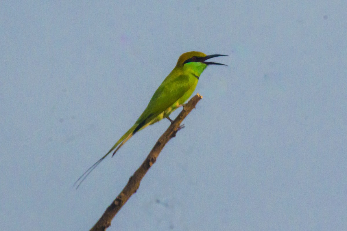 Asian Green Bee-eater - ML642201526