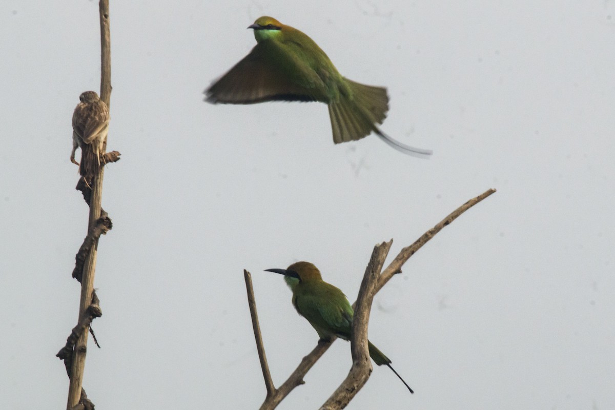 Asian Green Bee-eater - ML642201527