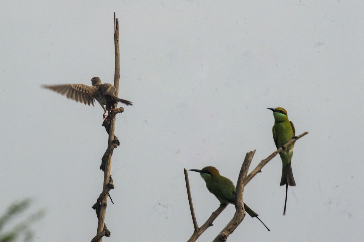 Asian Green Bee-eater - ML642201528