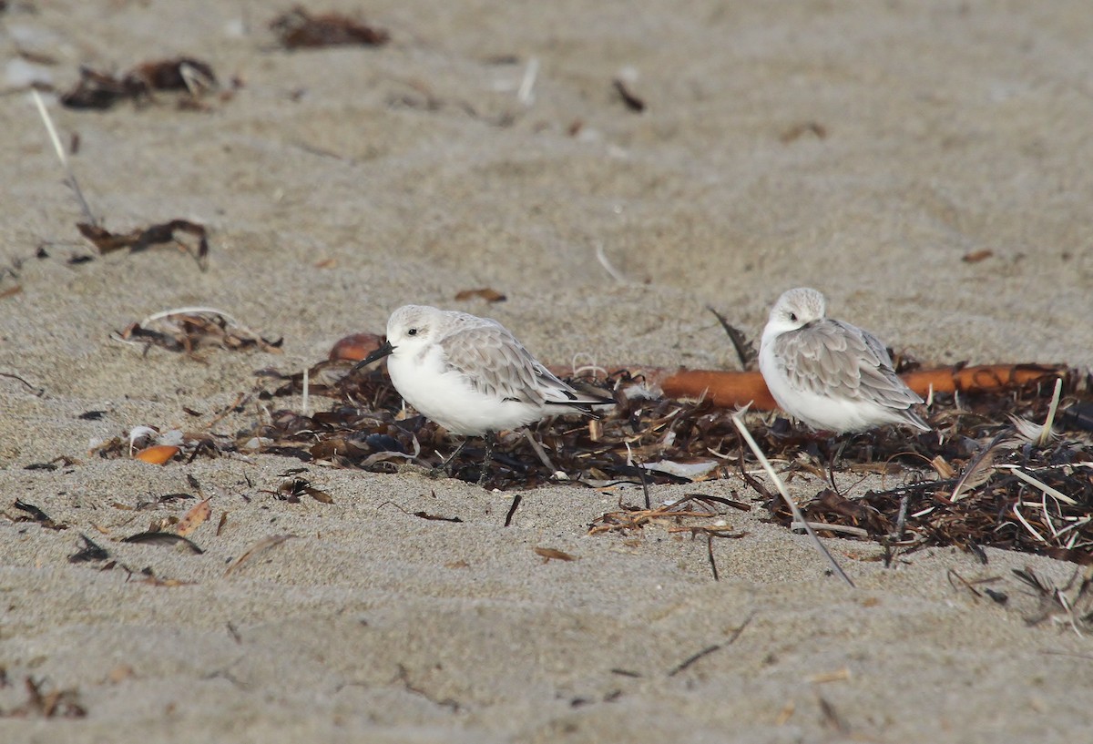 Sanderling - ML642201530