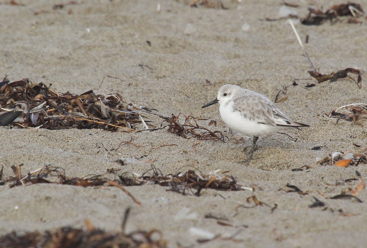 Sanderling - ML642201534