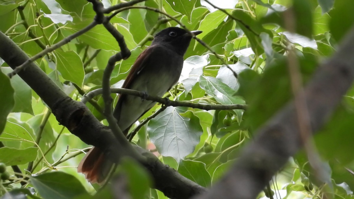 Black Paradise-Flycatcher - ML642201537