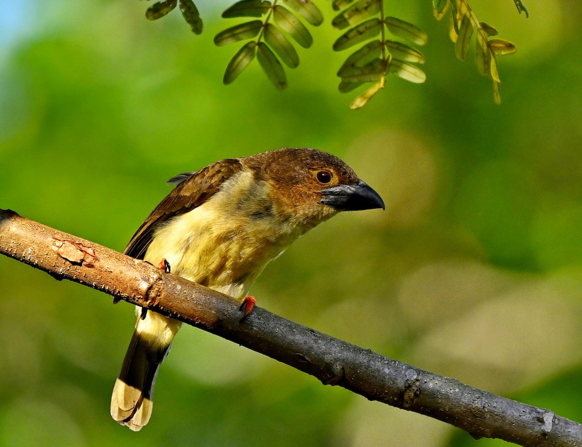 Sooty Barbet - ML642201540