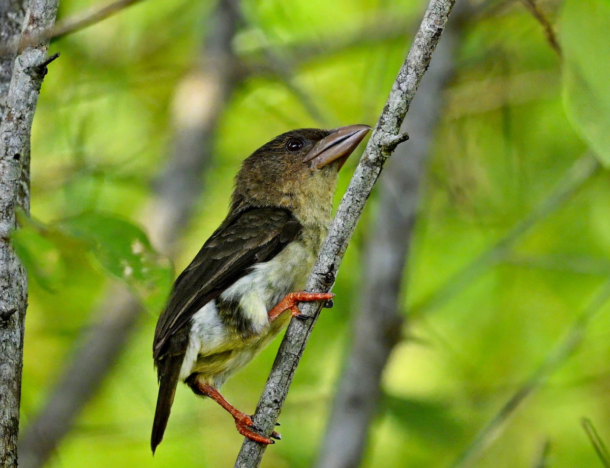 Sooty Barbet - ML642201541
