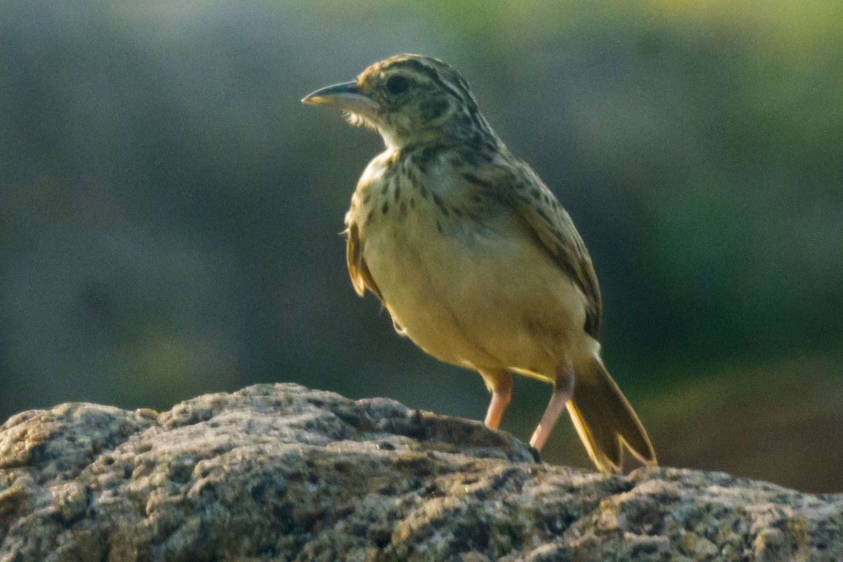 Jerdon's Bushlark - ML642201543