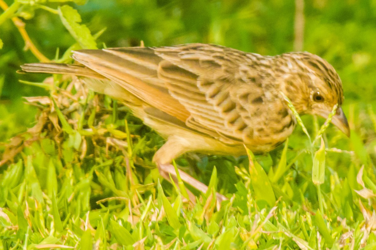 Jerdon's Bushlark - ML642201546