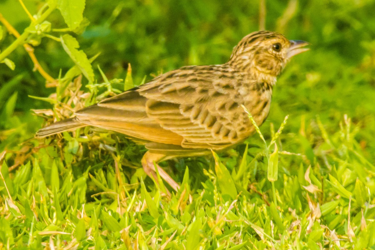 Jerdon's Bushlark - ML642201547