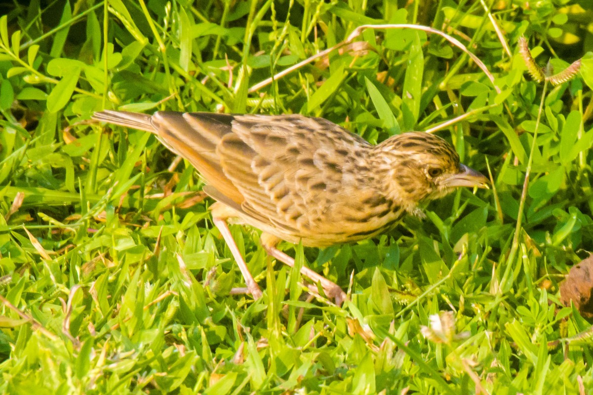 Jerdon's Bushlark - ML642201548