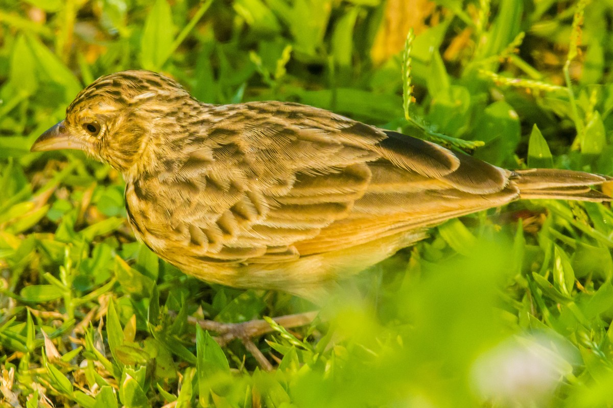 Jerdon's Bushlark - ML642201549