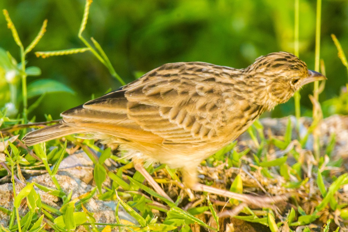 Jerdon's Bushlark - ML642201550
