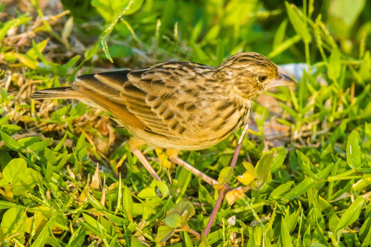 Jerdon's Bushlark - ML642201551