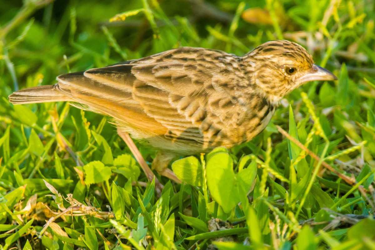 Jerdon's Bushlark - ML642201553